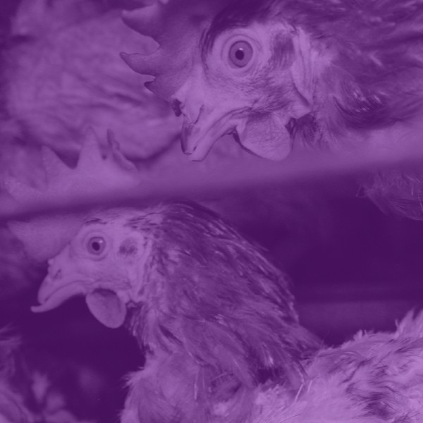 1.ª edição do Fórum de Iniciativas e Ações pelo Bem-Estar Animal