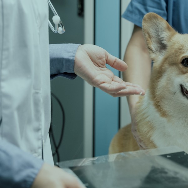 Imagiologia de Urgência e Intervenção em Animais de Companhia