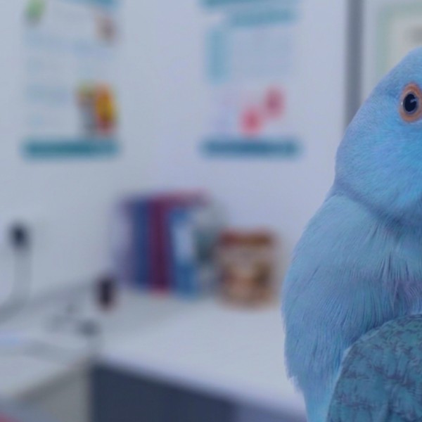 State of the Art - Avanços em Radiologia e Cirurgia Reprodutiva em Aves Exóticas | Psitacídeos