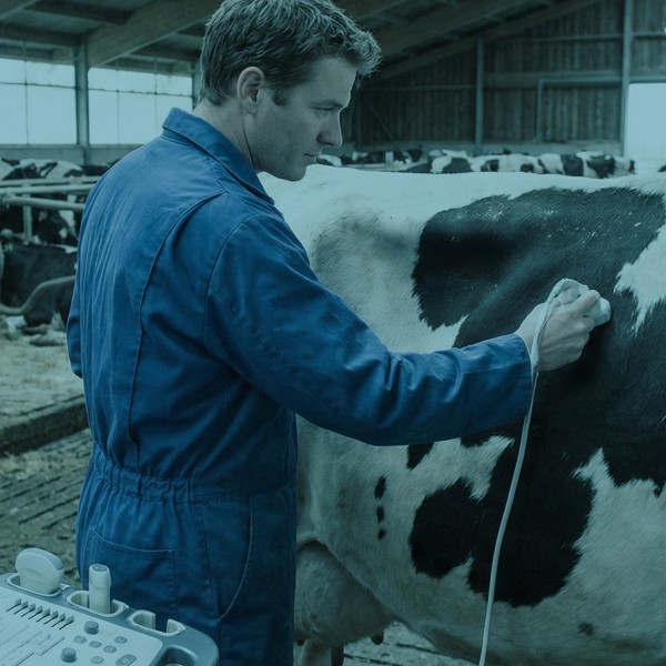 Ultrassonografia para Monitorização e Controlo de Doenças em Efetivos Bovinos