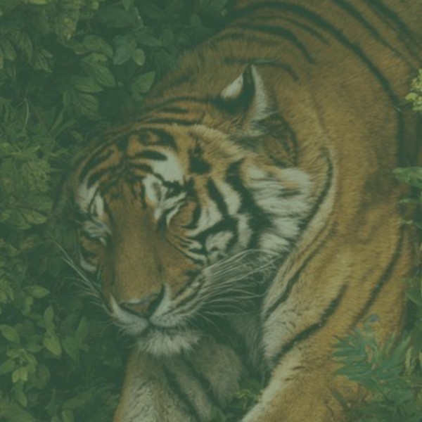vii-jornadas-dos-animais-exoticos-selvagens-e-de-zoo