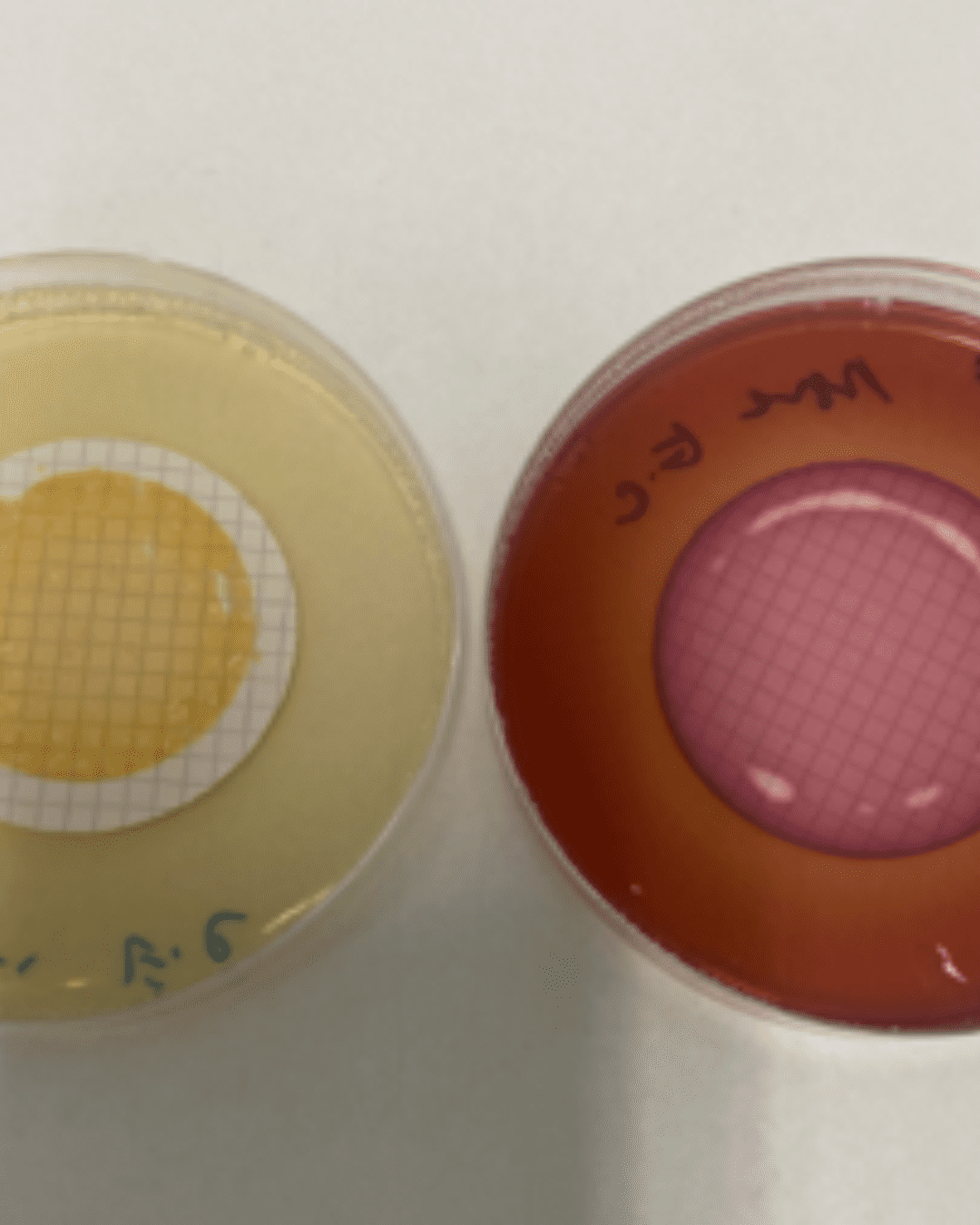Collection and Analysis Confirm Water Quality at ULusófona Campus