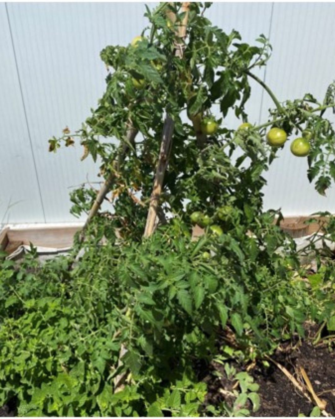 Lusófona University's Organic Vegetable Garden